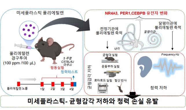 미세플라스틱이 균형감각 저하와 청력 손실 유발