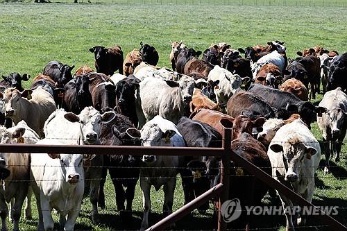 미국 조류인플루엔자 젖소 감염 확산