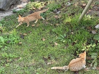 길고양이 중성화 사진 '복붙'해 보조금 빼돌린 동물병원장