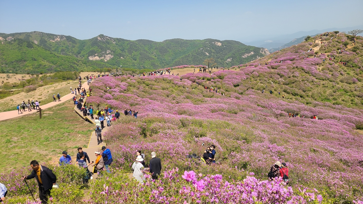 지난해 열린 황매산 철쭉제 모습
