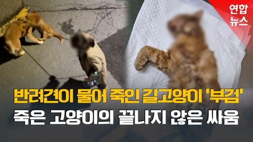 [영상] 산책하던 반려견이 길고양이 공격…견주의 충격 행동