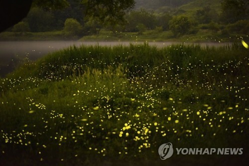 "반딧불이 군무 감상해요" 옥천 안터마을서 축제