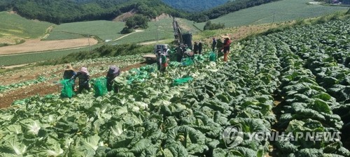한국 배추·인도 양파…극한 날씨 휩쓸면 급등하는 식품 …
