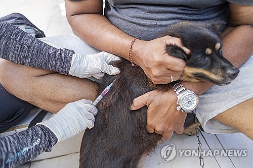 인니 발리서 광견병 확산 우려…인기 관광지 '적색구역'…