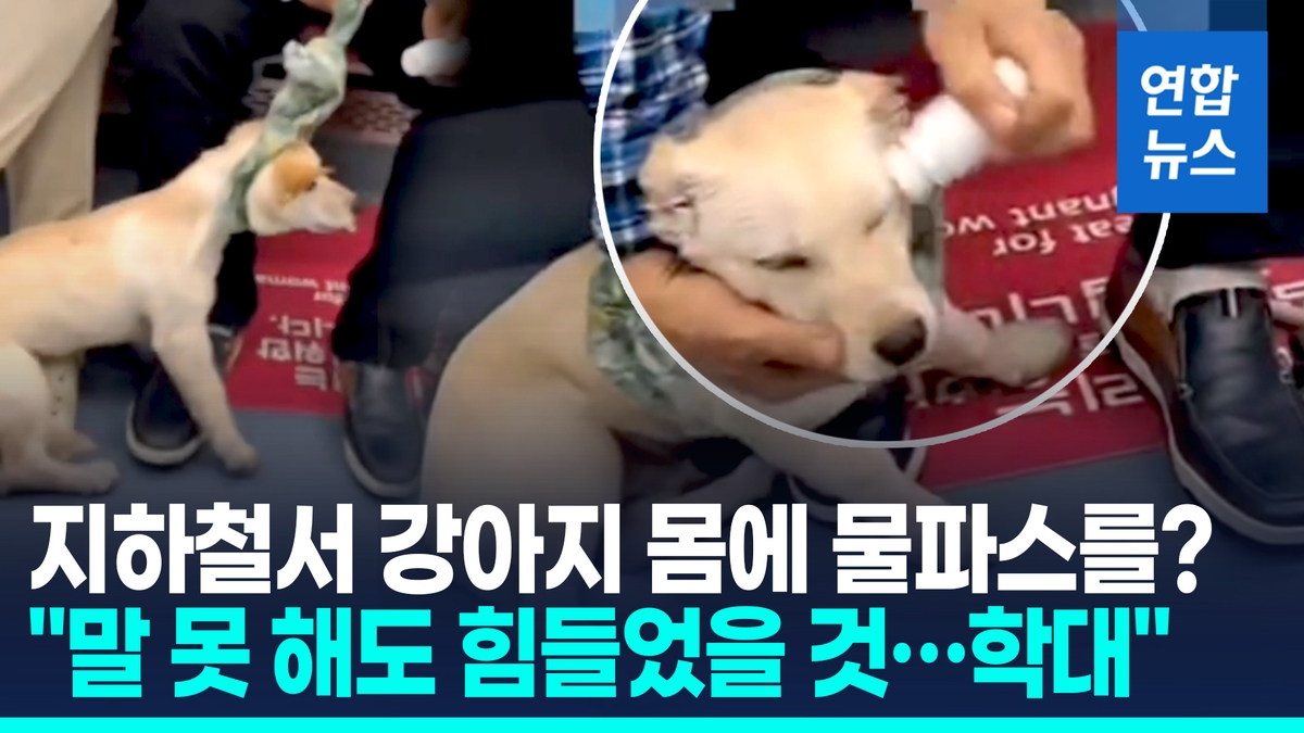 [영상] 지하철서 강아지 몸에 물파스를?…"제보가 더 필요합니다"