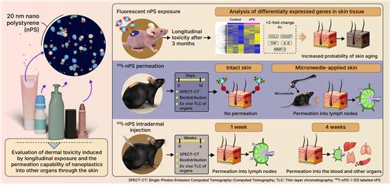 나노플라스틱의 피부 반응 및 전신 확산 과정 ⓒ 원자력의학원 제공