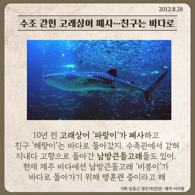 [10년전N] 바다로 돌아간 고래상어 