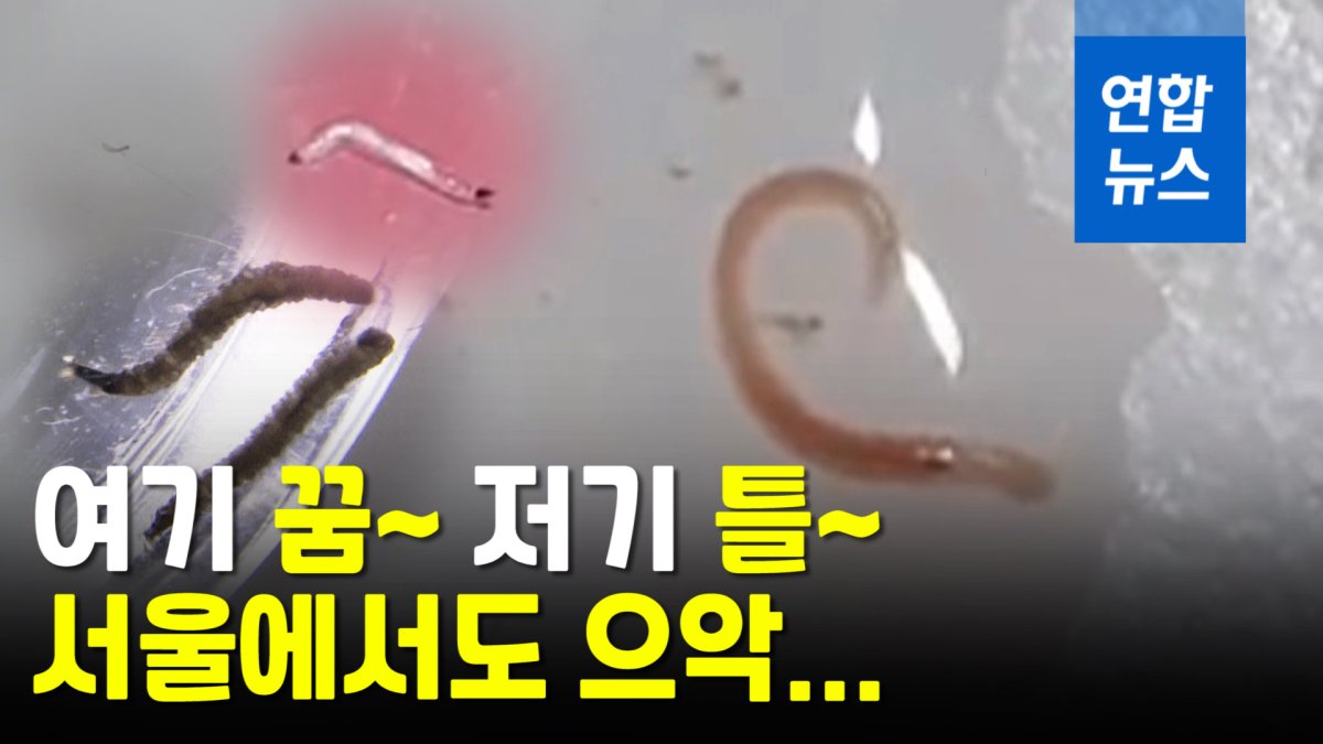 [영상] 인천→시흥→파주→서울…'수돗물 유충' 초비상