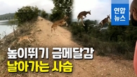 [영상] "캥거루 저리가라!"…사슴 점프 실력에 '와우' 감탄