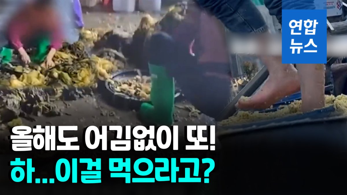 [영상] 맨발로 지근지근 밟아줘야 제맛?…중국 절임배추 만드는법