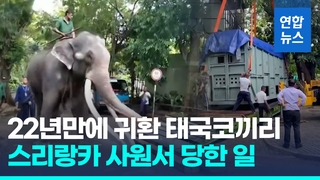  코끼리 학대 논란에…스리랑카 생활 22년만에 태국으로 돌아가