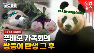  국내 최초 쌍둥이 판다, 언제쯤 만날 수 있나