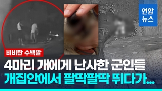[영상] 식당 개 4마리에 비비탄 난사한 현역 군인들…1마리 숨져