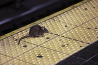 쥐 때문에 고민하는 뉴욕, 연봉 2억원에 '박멸 책임자' 모집