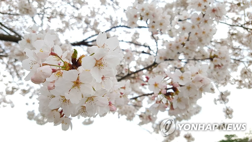 '여기는 이제야 벚꽃 세상'…남원 지리산둘레길서 8일 축제 개막