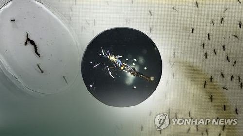방글라 8월 뎅기열 환자 6만2천여명…작년 전체 환자수 추월