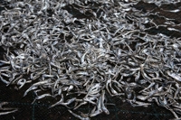 남해안 멸치 풍어 전망…어린 멸치 밀도 전년보다 6.5배 높아