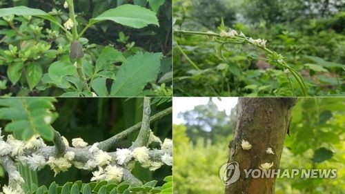 "한반도에 적응했나" 외래 돌발해충 충남 전역 확산