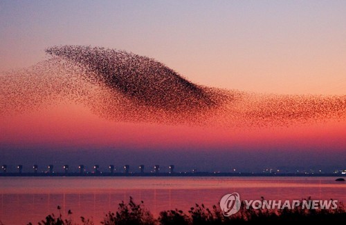 [주말 N 여행] 호남권: 낙조에 날아든 수십만 가창오리떼 우주의 신비에 빠지다