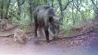 (LEAD) Swine fever-infected wild boars on steady rise in S. Korea