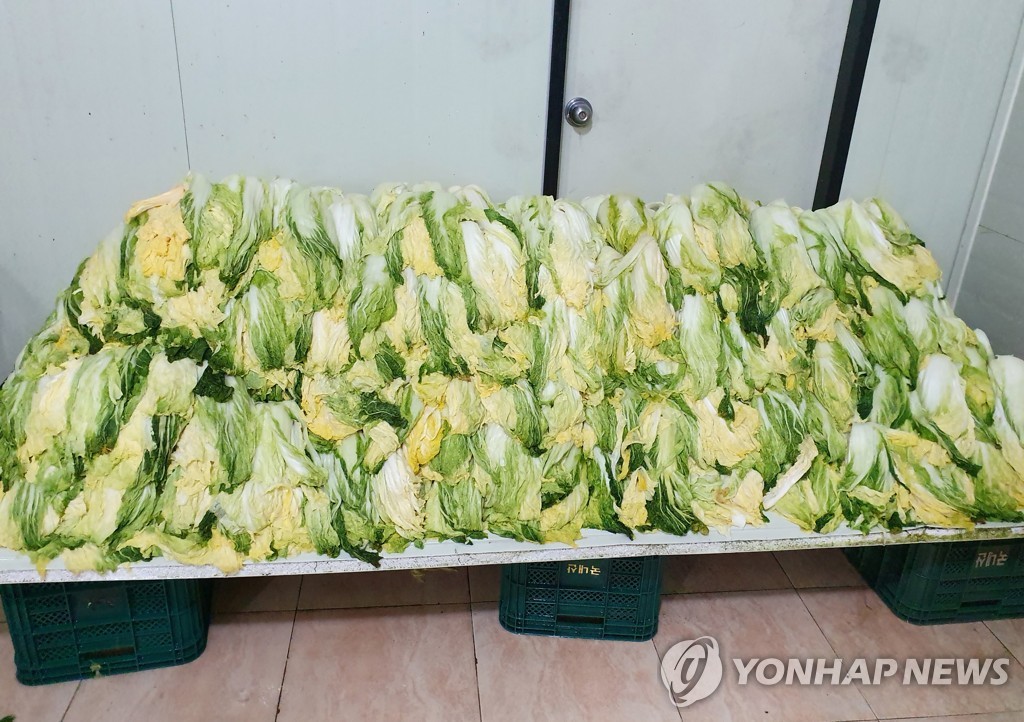 Choux saumurés dans le cadre de la préparation de kimchi. (Photo d'archives Yonhap) 