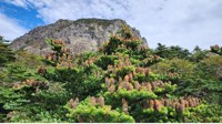 기후변화 잣대 한라산 구상나무 열매 올해는 '풍성'
