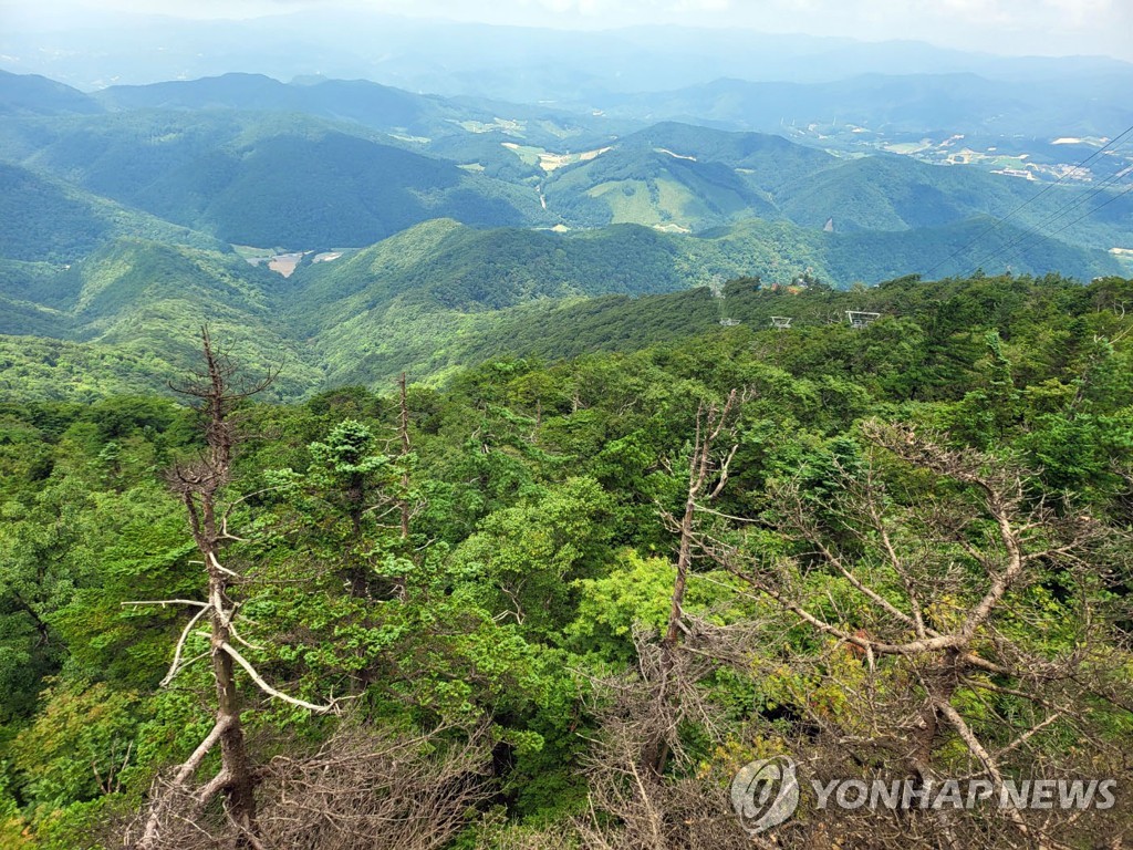 발왕산 정상 주목