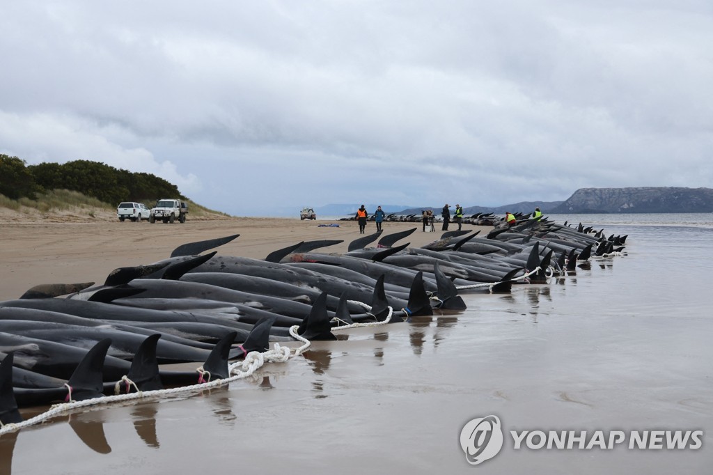 지난 9월 호주 태즈메이니아섬 한 해변에 좌초돼 폐사한 돌고래들[AFP 연합뉴스 자료사진]