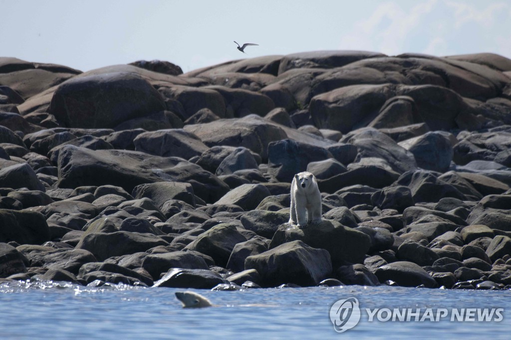 캐나다 북흑해 지역의 북극곰