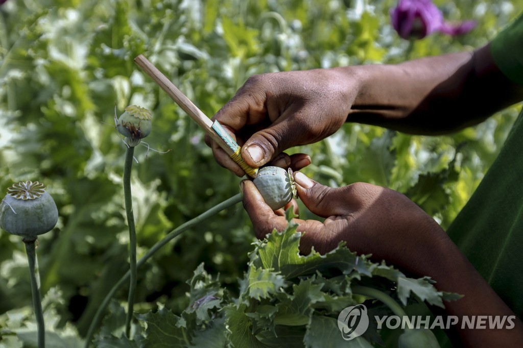 미얀마 양귀비 재배