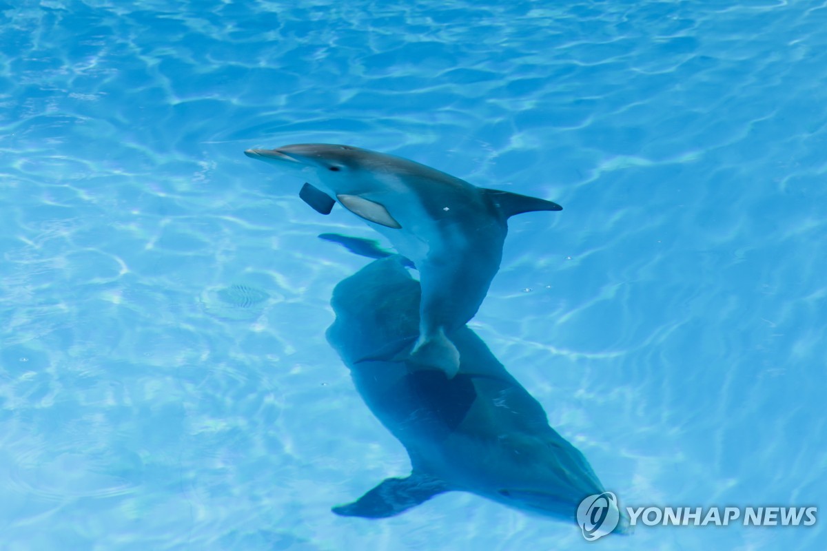 헤엄치는 큰돌고래(기사와 직접적인 관계 없음)