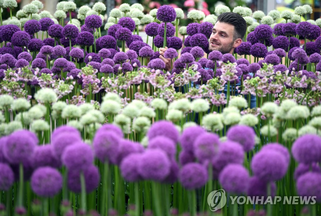 꽃의 향기 속으로...개막 앞둔 영국 ′첼시 플라워쇼′ | 연합뉴스