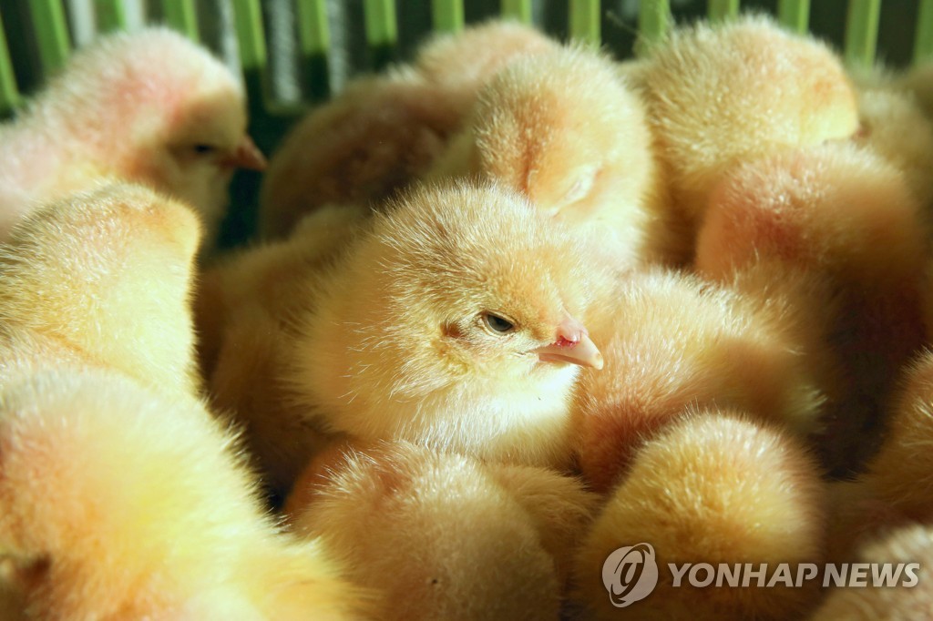 수평아리[EPA=연합뉴스 자료사진]