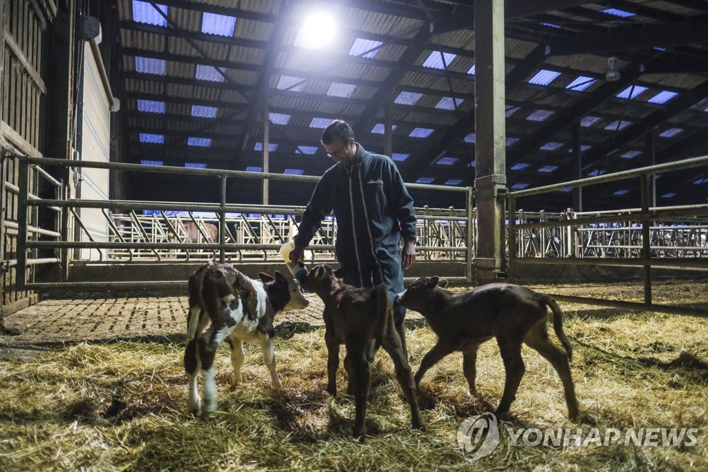 송아지에게 우유를 먹이는 벨기에의 한 농장주 [EPA=연합뉴스]