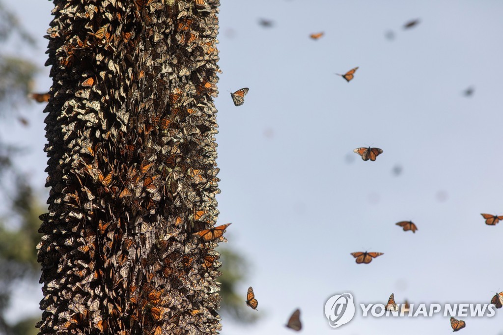 멕시코 미초아칸 제왕나비 보호구역의 나비 떼
