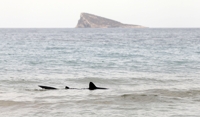 문신으로 알아봤다…상어 뱃속서 실종된 아르헨 남성 유해 발견