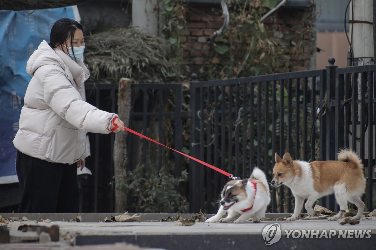 중국 베이징에서 반려견 산책 시키는 시민