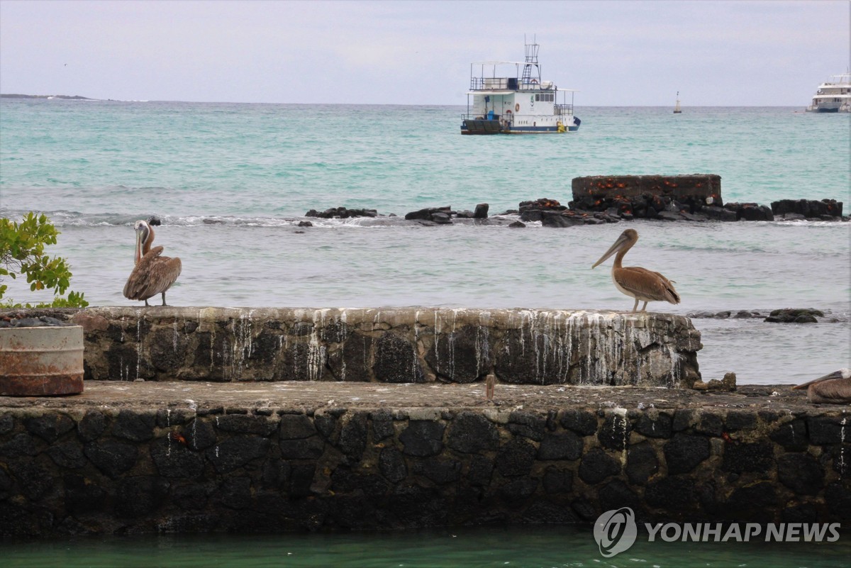 갈라파고스 산타크루스섬의 갈색사다새(브라운 펠리컨)