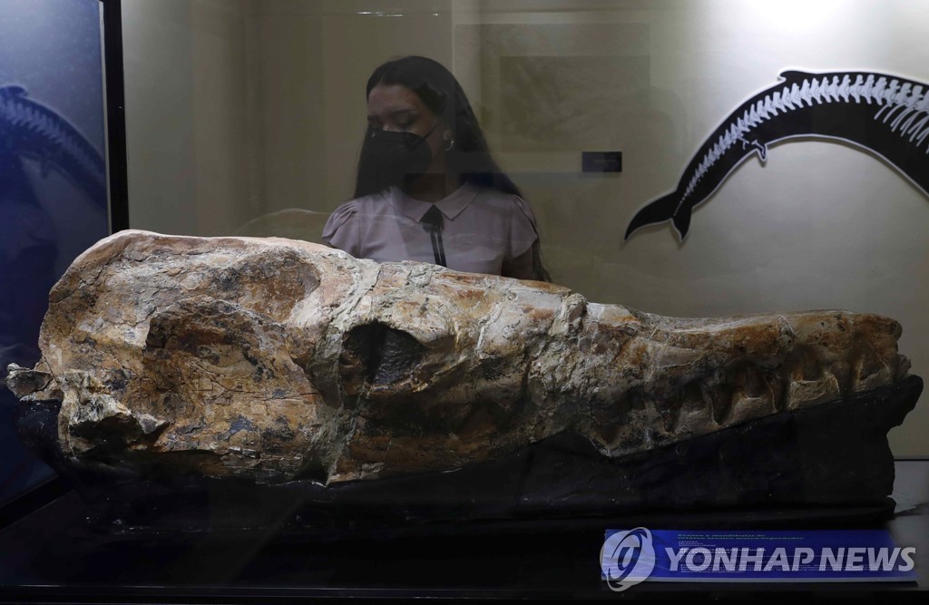 페루 사막에서 발견된 3천600만 년 전 고대 고래 일종의 두개골 화석