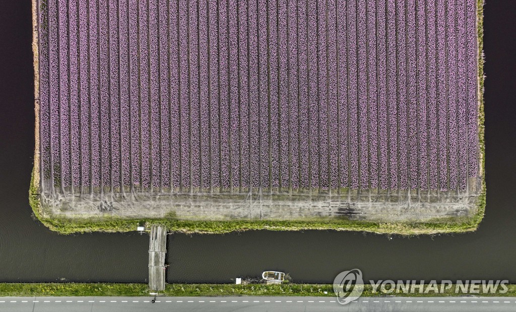 '알록달록'…네덜란드 리스에 펼쳐진 히아신스 꽃밭