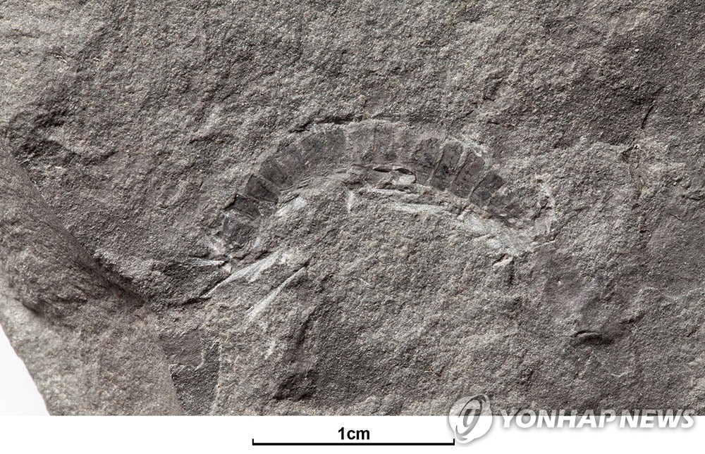 미국 텍사스대학교 연구진이 공개한 지구상에서 가장 오래된 벌레화석 사진 [로이터=연합뉴스 자료사진]