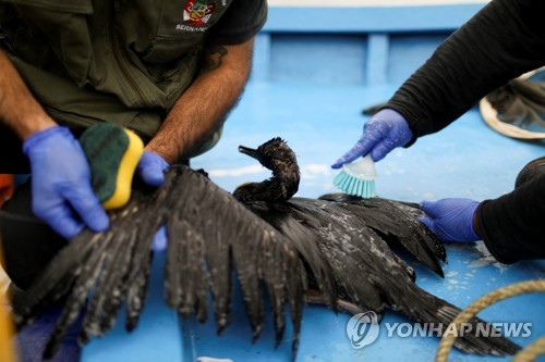 [월드&포토] '기름 유출' 페루 해변서 펭귄·가마우지 구하기