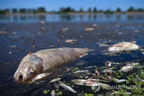 폴란드 강에서 물고기 집단 폐사…"사체 10t 걷어내"