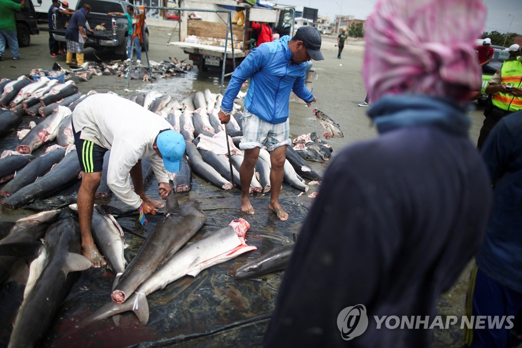 에콰도르 만타 항구에서 상어 머리와 지느러미를 자르는 어부