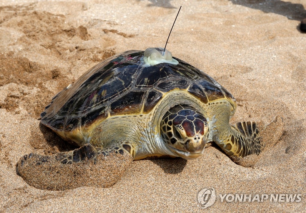 래쉬바다 이미지