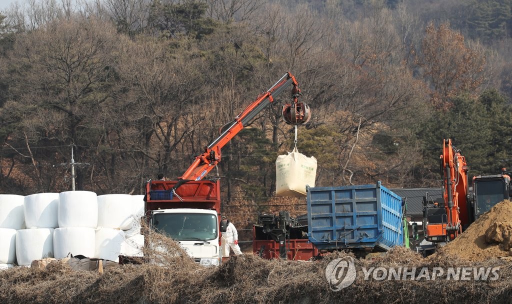 살처분 준비 중인 방역 관계자들