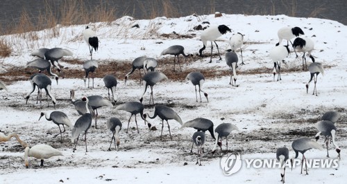 "두루미와 겨울철새의 낙원, 철원으로 초대합니다"