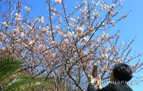 Cherry blossoms in Jeju