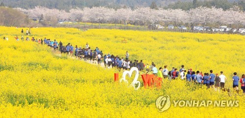 Course dans un champ de colza
