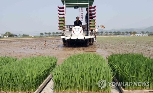 Plantando arroz